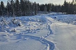 Har dokumentert sju ulvekull i Norge og grenserevir