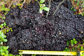 Nå er det en fin tid for å samle bjørneskit!