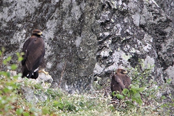 Kongeørnbestanden i Norge er stabil