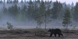 Flere bjørner, men færre binner påvist i Norge