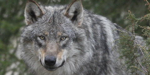 Flere ulver i Skandinavia