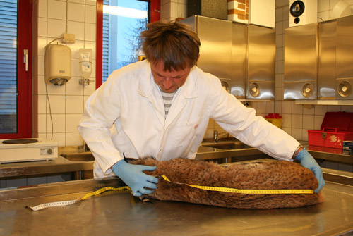 Obduksjon av gaupe